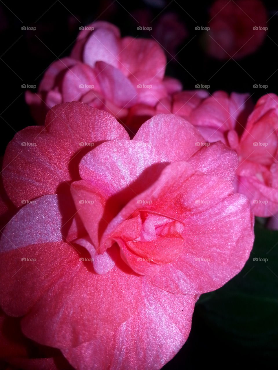 double ruffle impatient