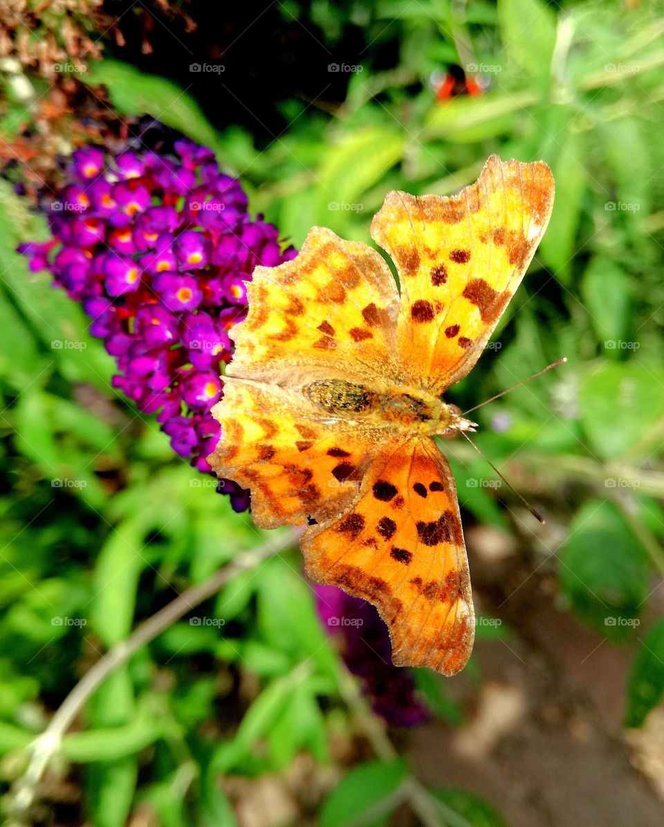Butterfly, Nature, Insect, Summer, Flower