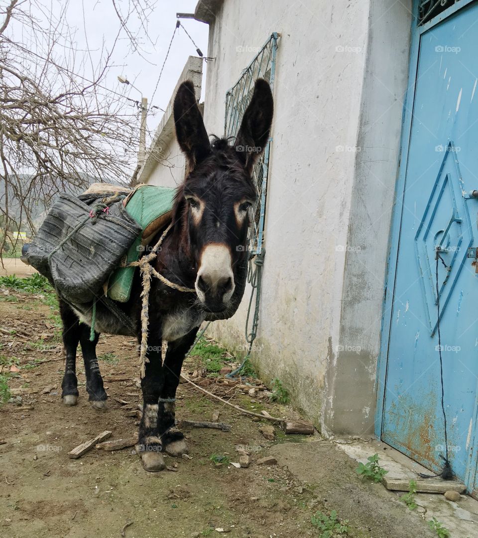 Mammal, Cavalry, Farm, Animal, Portrait
