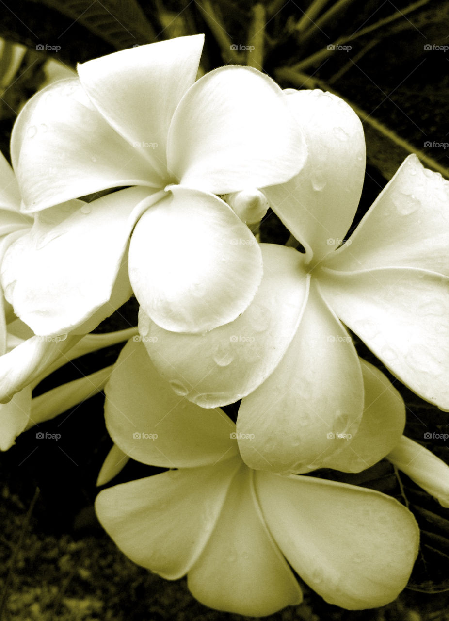 flowers vintage wet frangipani by cathrine27