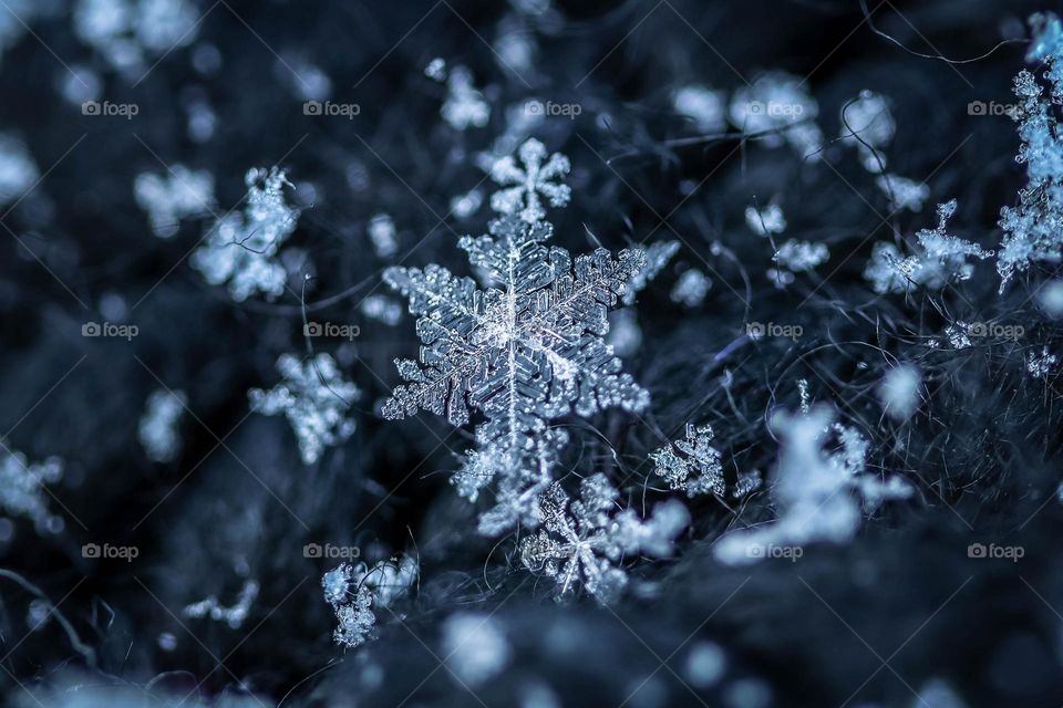 Beautiful snowflakes