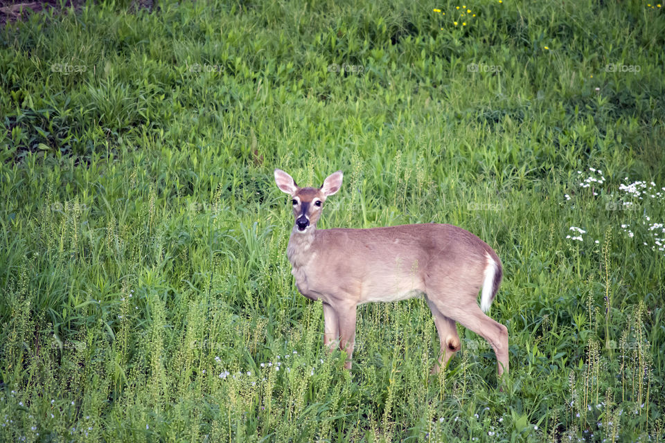 deer mouth open . deer sees me and opens mouth and never runs