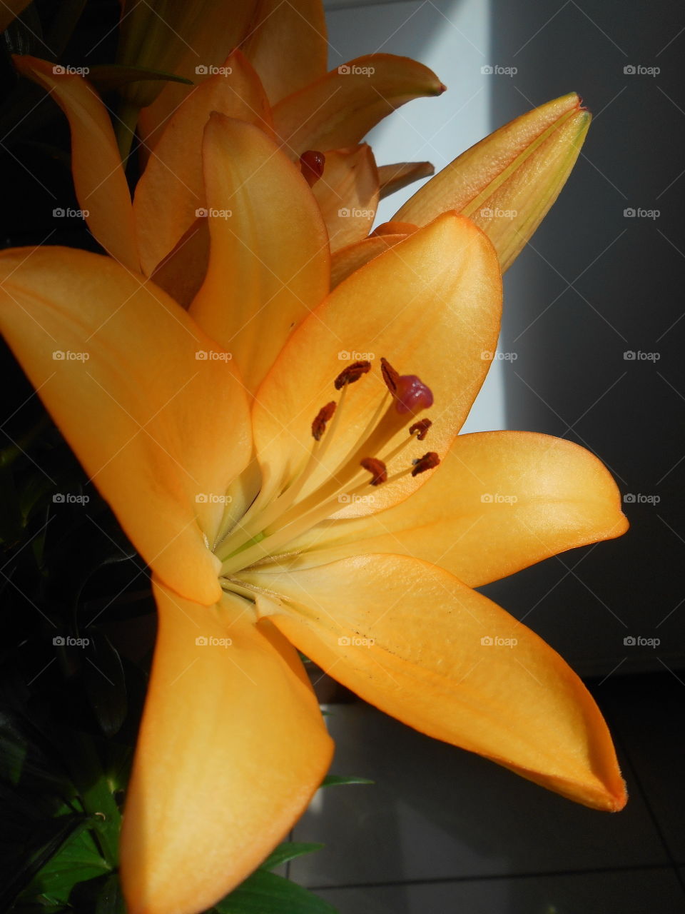 house plants lily flower on a window home