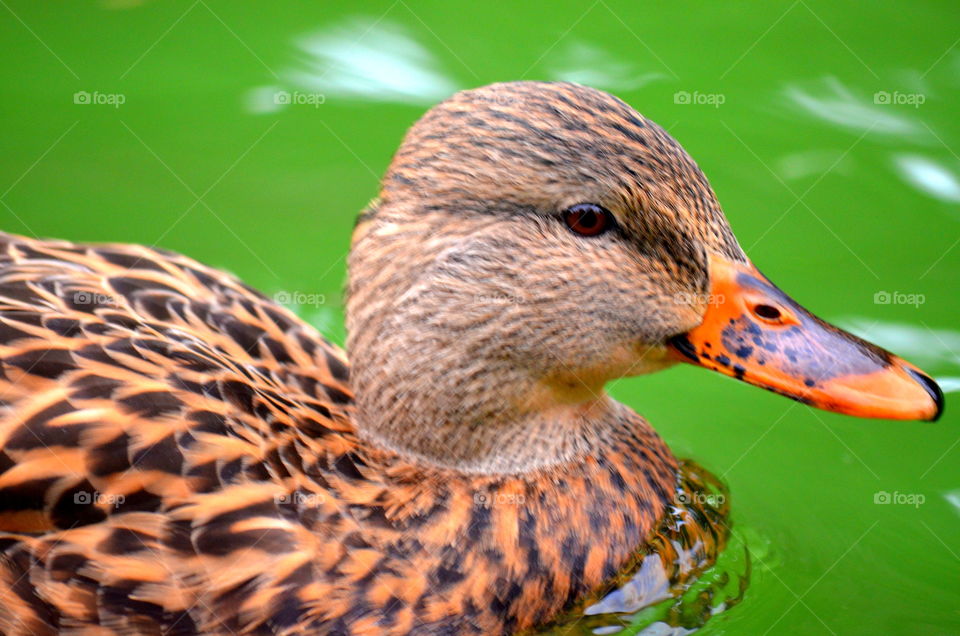 duck