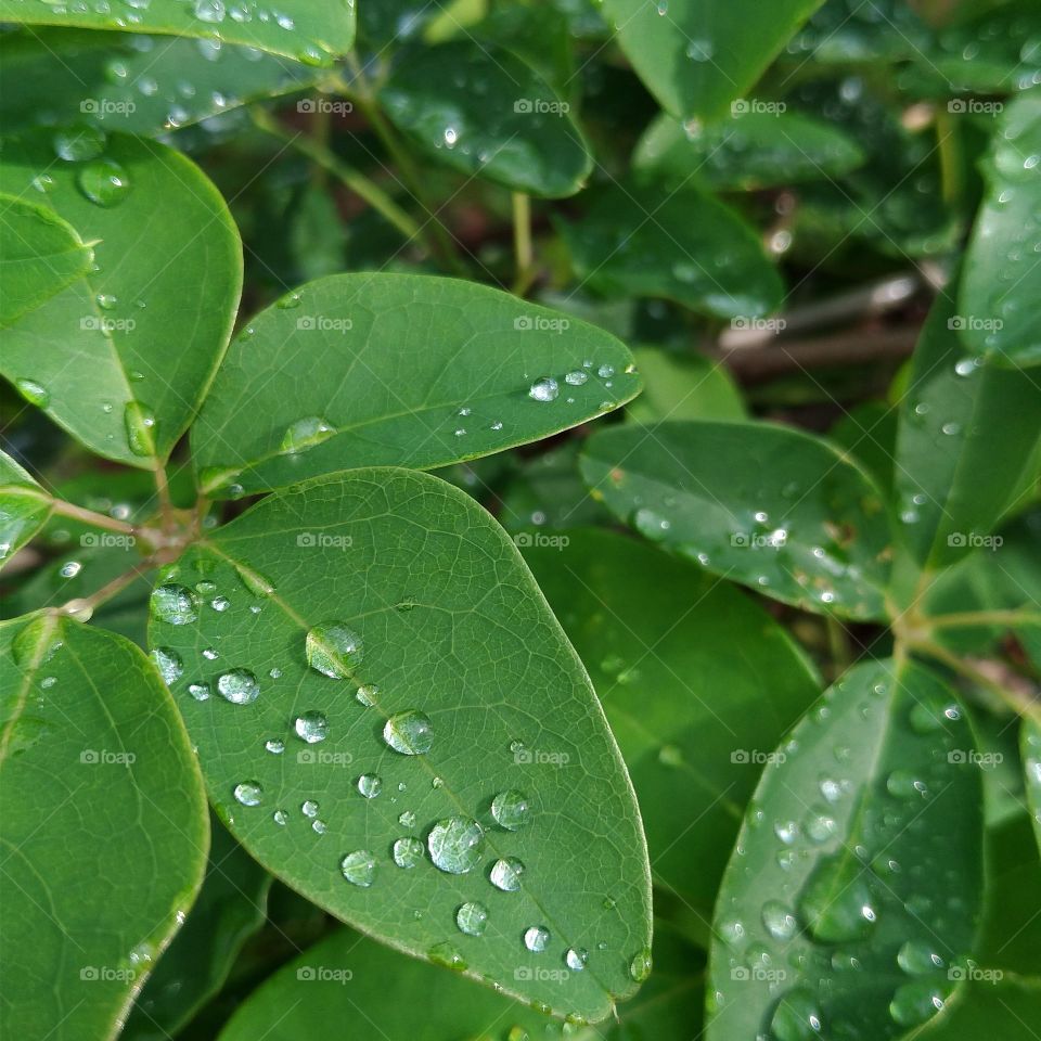 Morning dew after rainy night