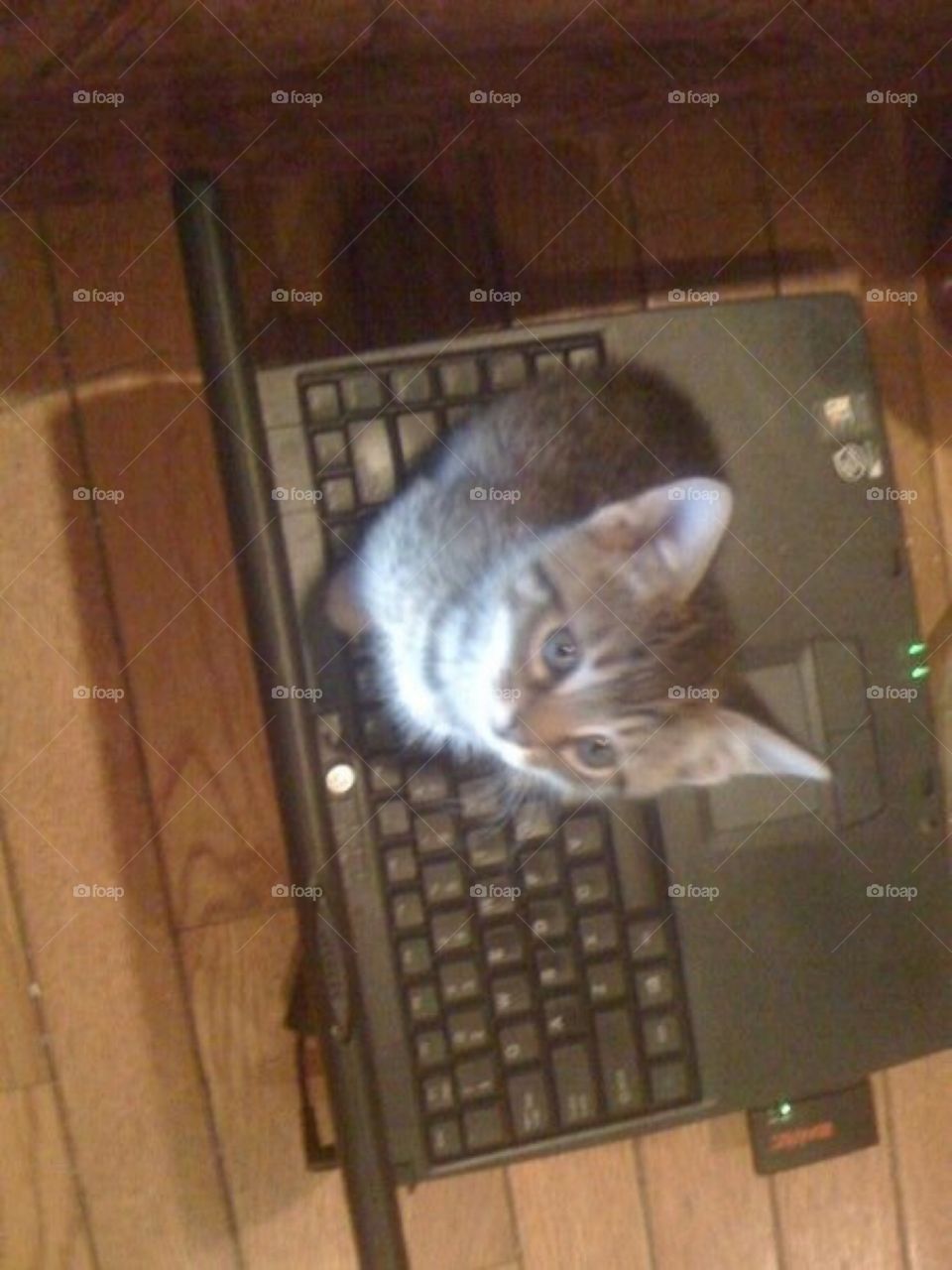 Computer Cat