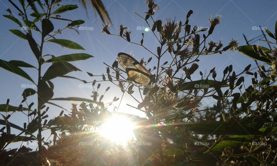 butterfly sun