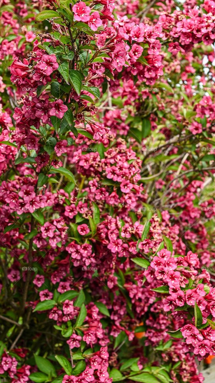 flores y más flores