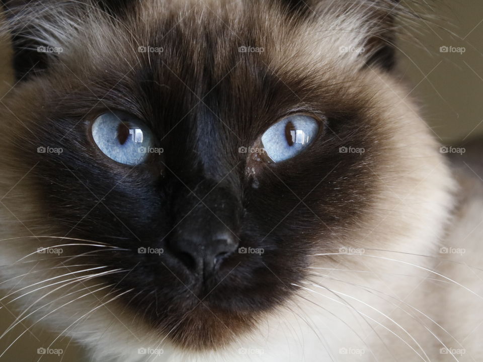 Blue eyed cat