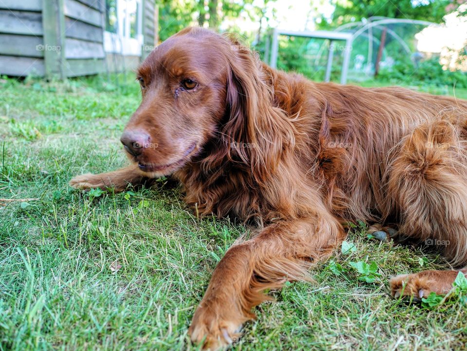 Brown dog laying on the law 