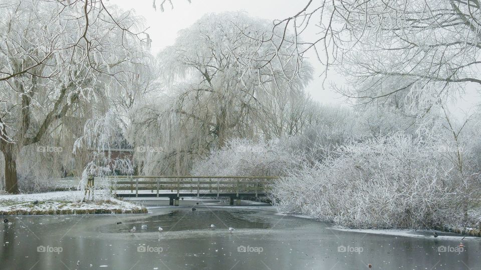 Winter snow. landscape in the park