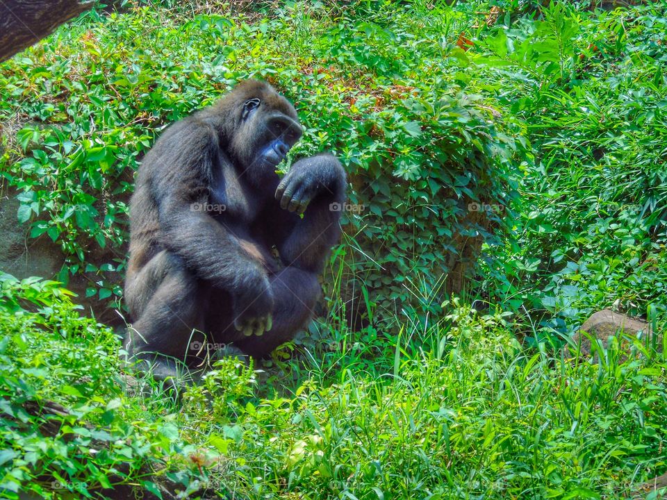 Close-up of monkey sitting on grass