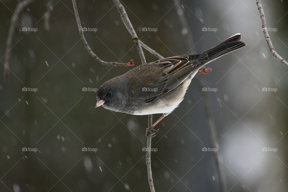 Dark-eyed junco