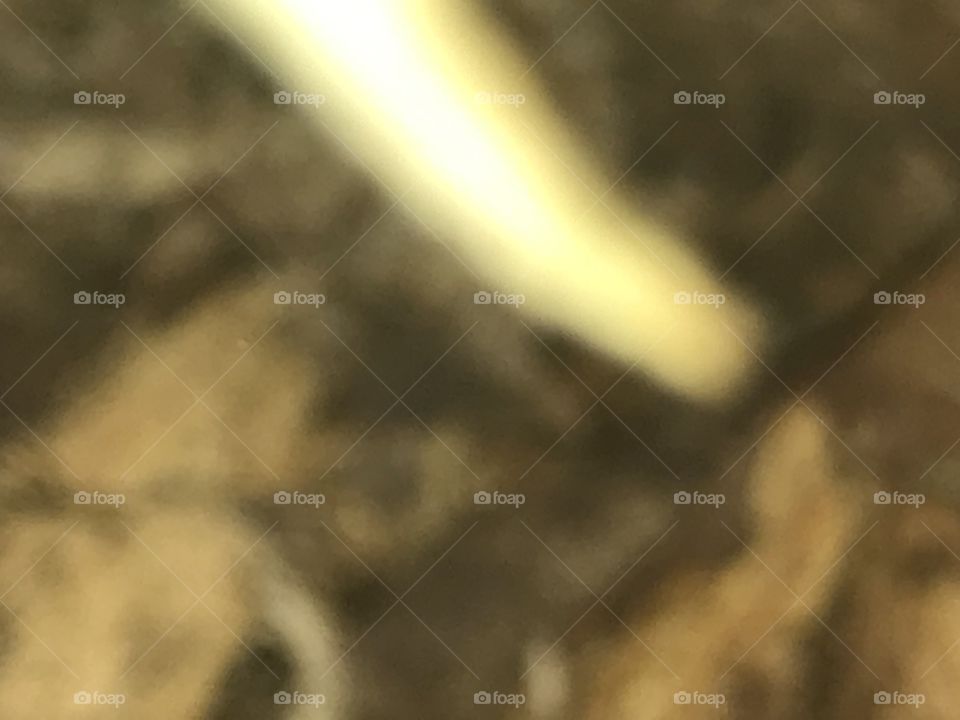 Tronc d’arbre flou