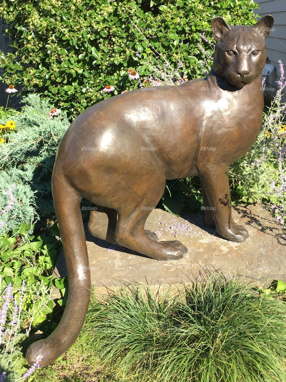 Mountain Lion in Kent, CT