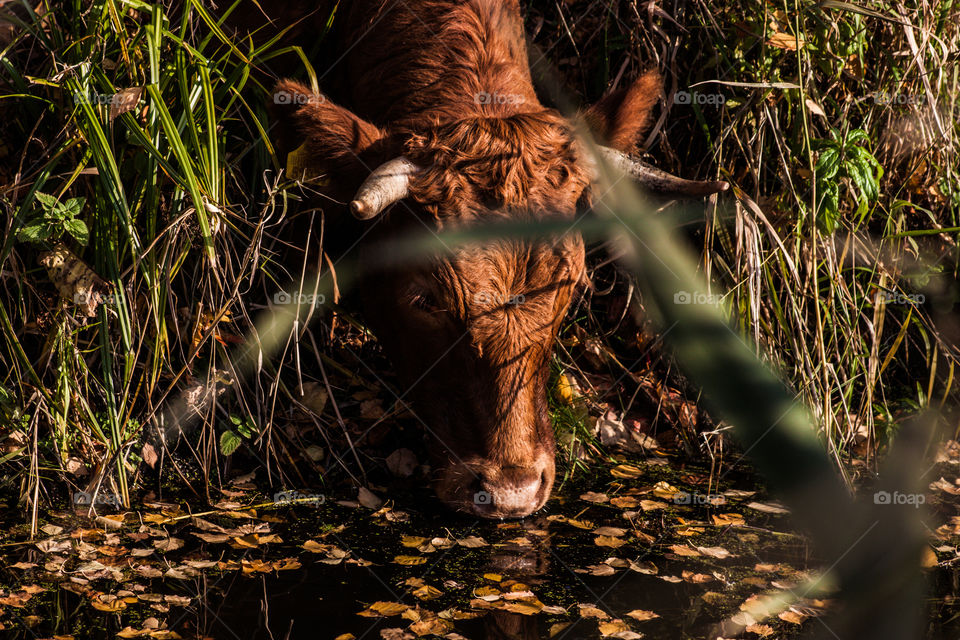 Cow. A young brown cow drinking water outdoor