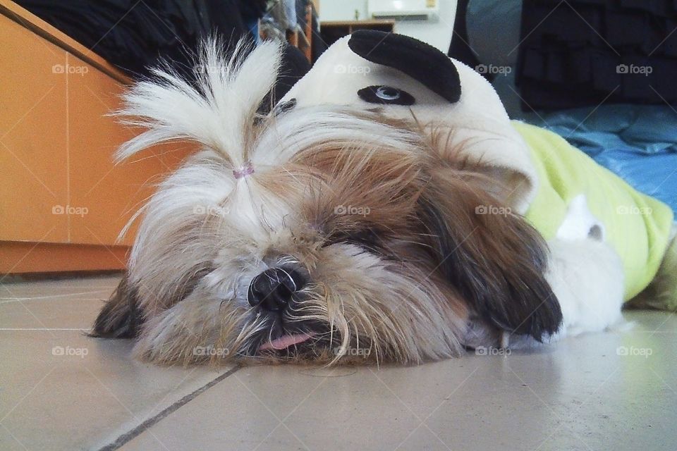 It can sleep the cutest