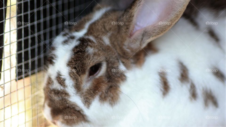 Rabbit, Mammal, Cute, Bunny, No Person