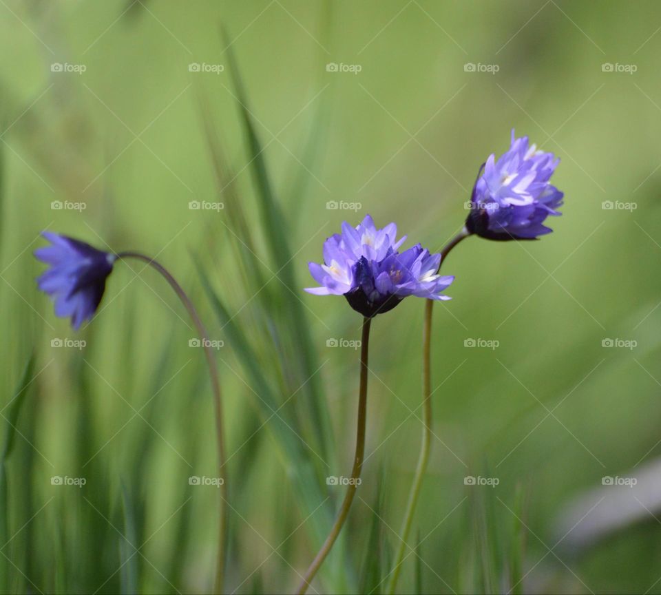 lavender wildflowers growing in a field of green