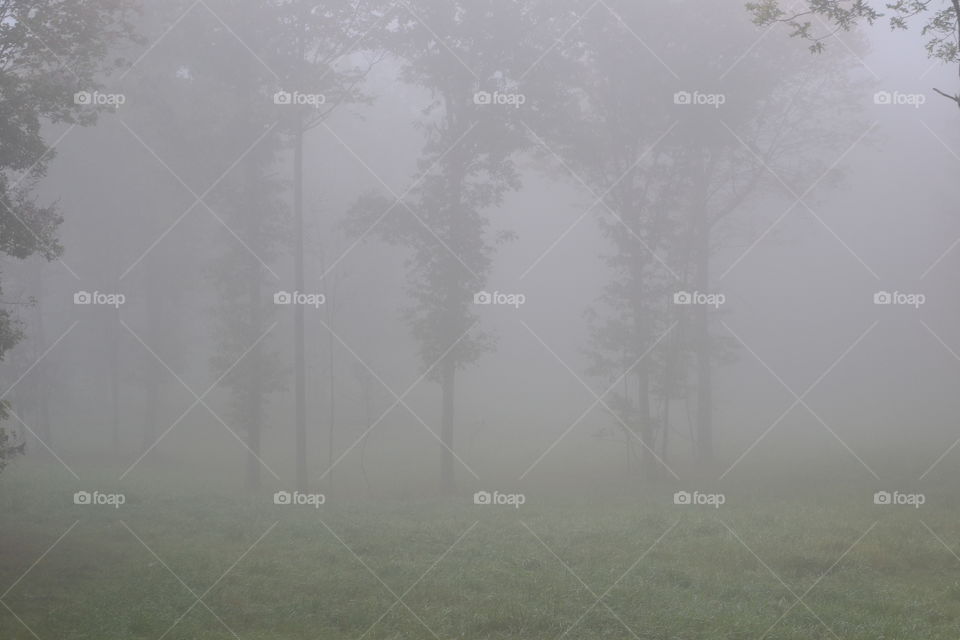 Foggy morning in the forest