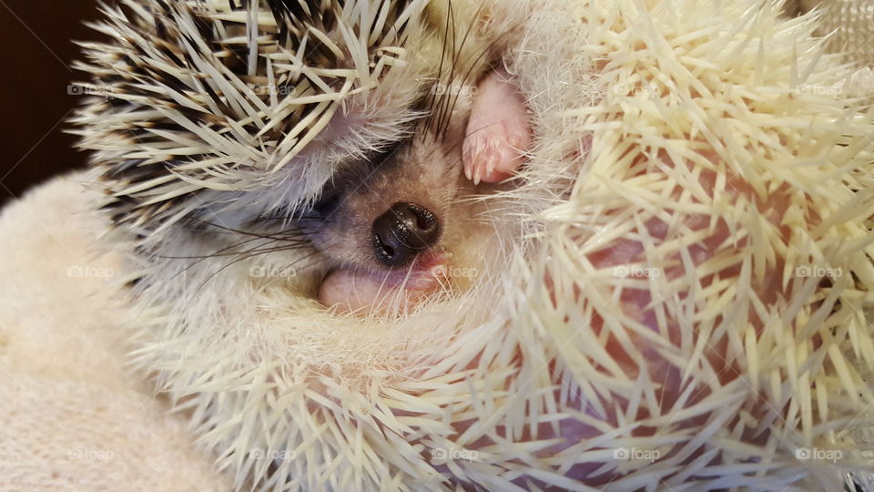 sleepy hedgehog