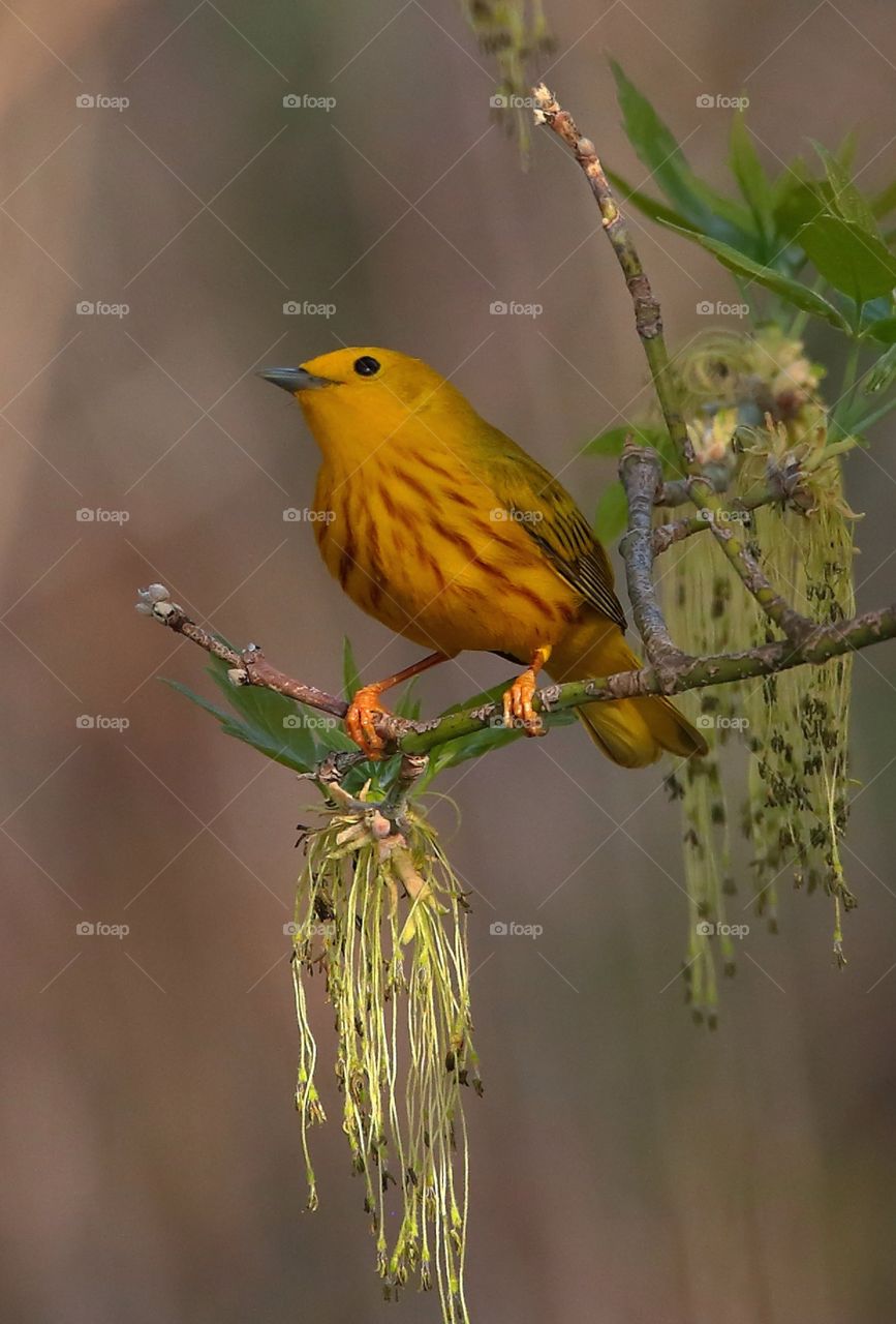 yellow warbler