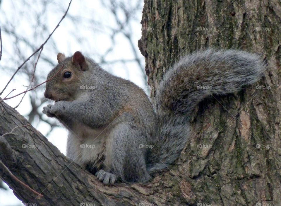 Squirrel in Central Park 