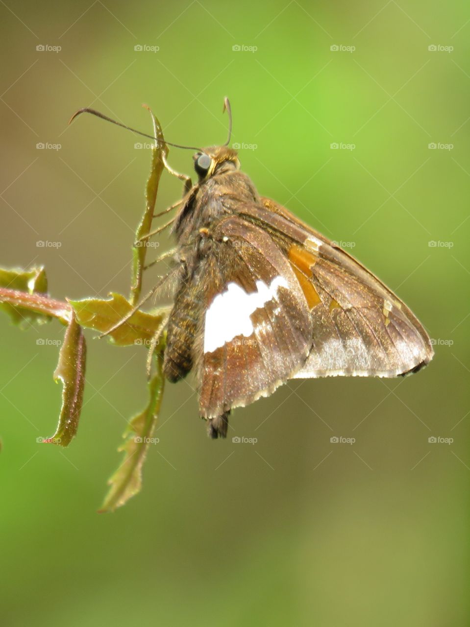 Silver-spotted skipper