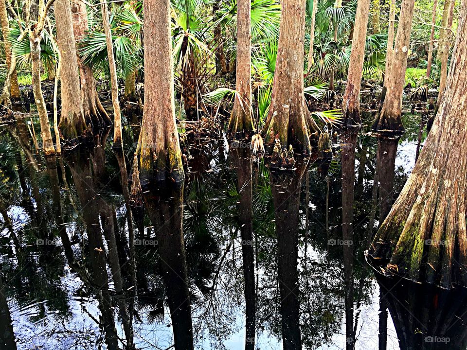 Cypress Forest
