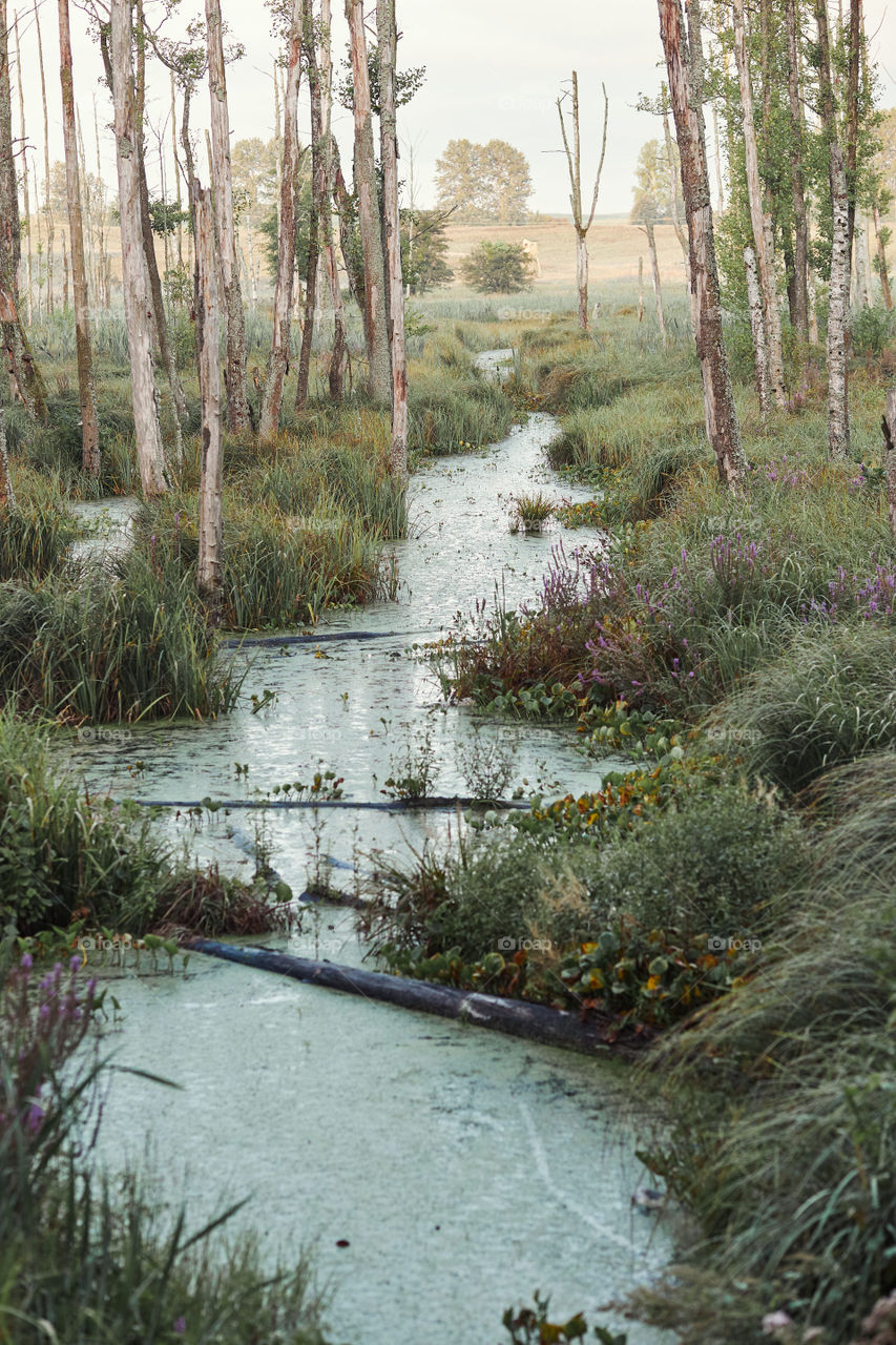 Swamp scenery, field, trees and grass flooded with water