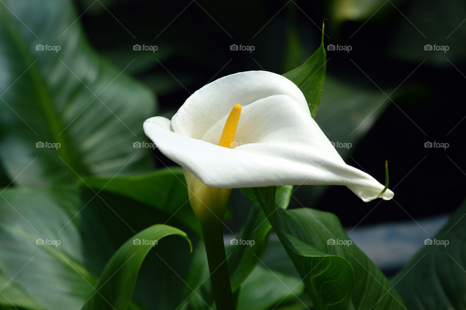 alcatraz  flower