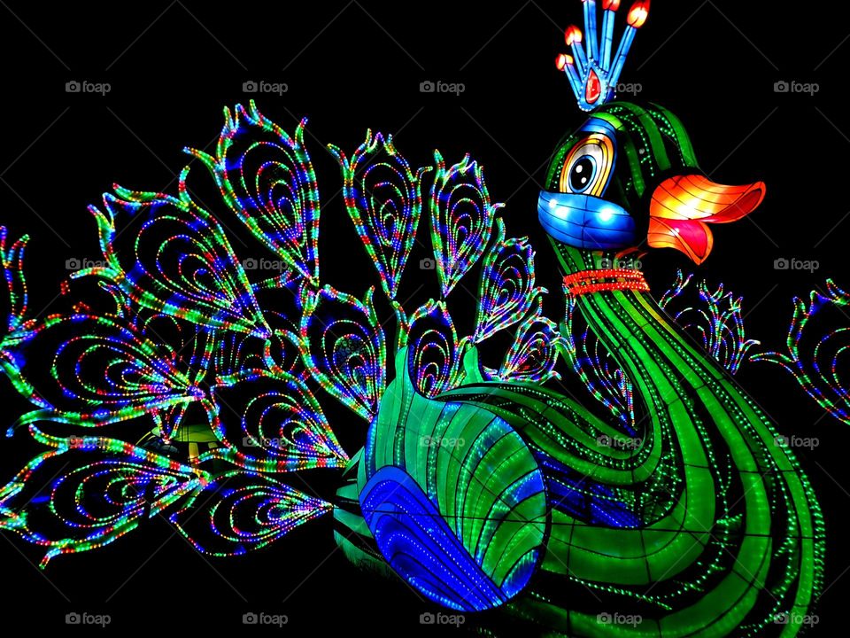 China Lights Peacock Display