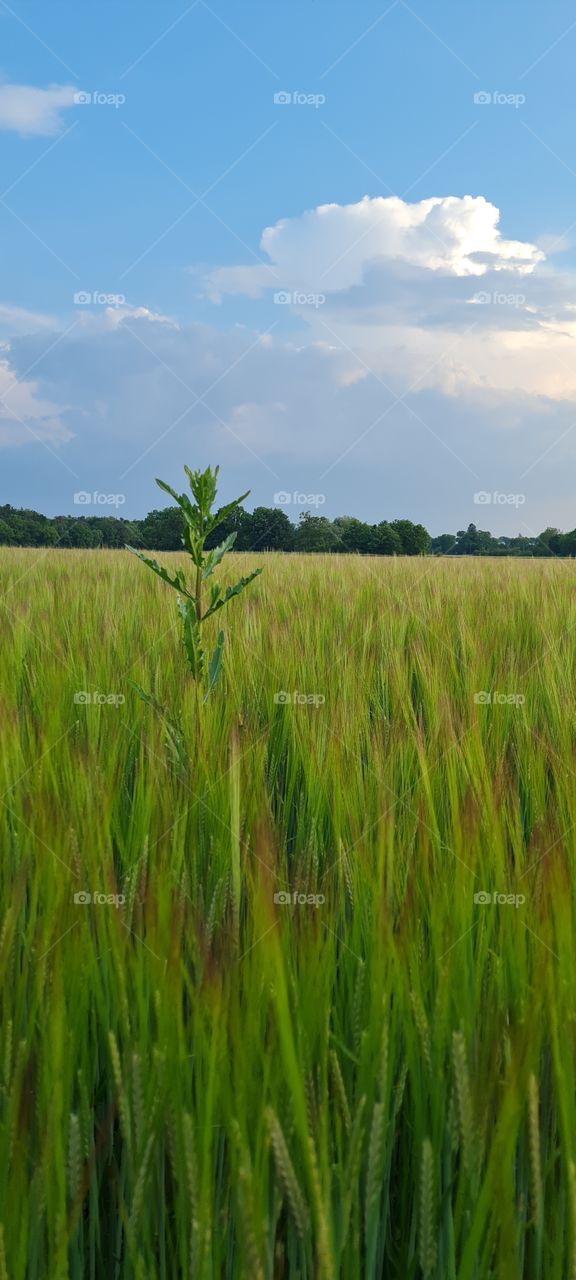 grain field