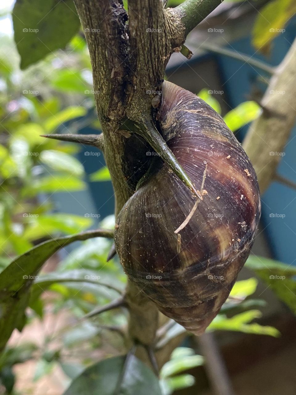 Land snail