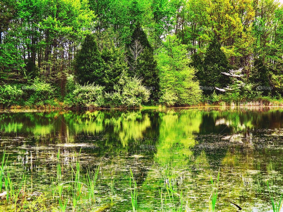 Beautiful spring trees in Indiana 