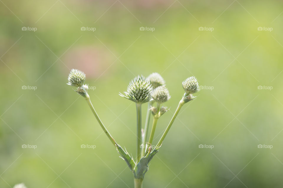 Nature, No Person, Summer, Flora, Leaf