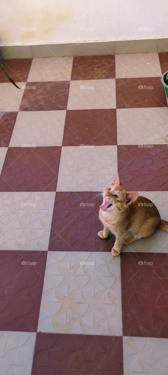 little cat