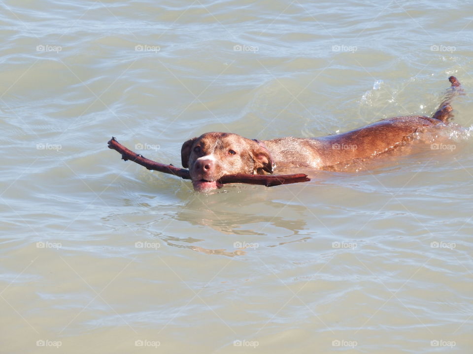 Swimming dog 