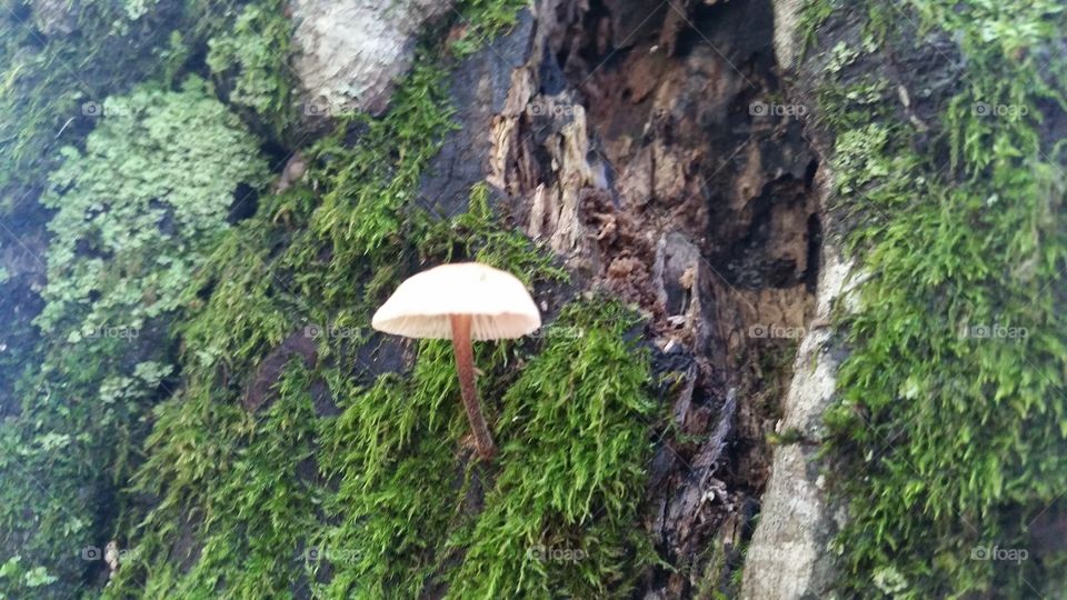 Mushroom on a tree