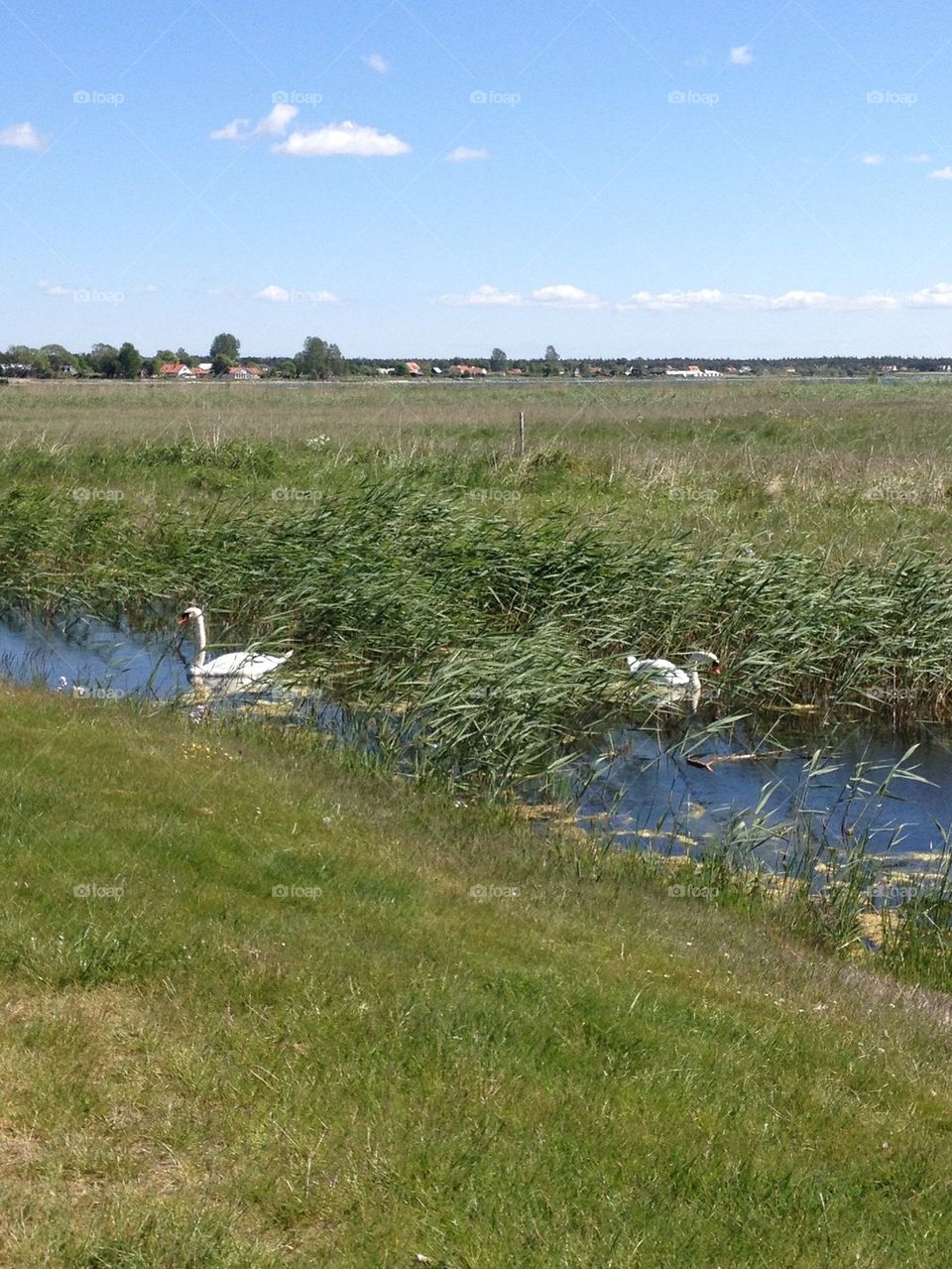 Swans on the golfcourt