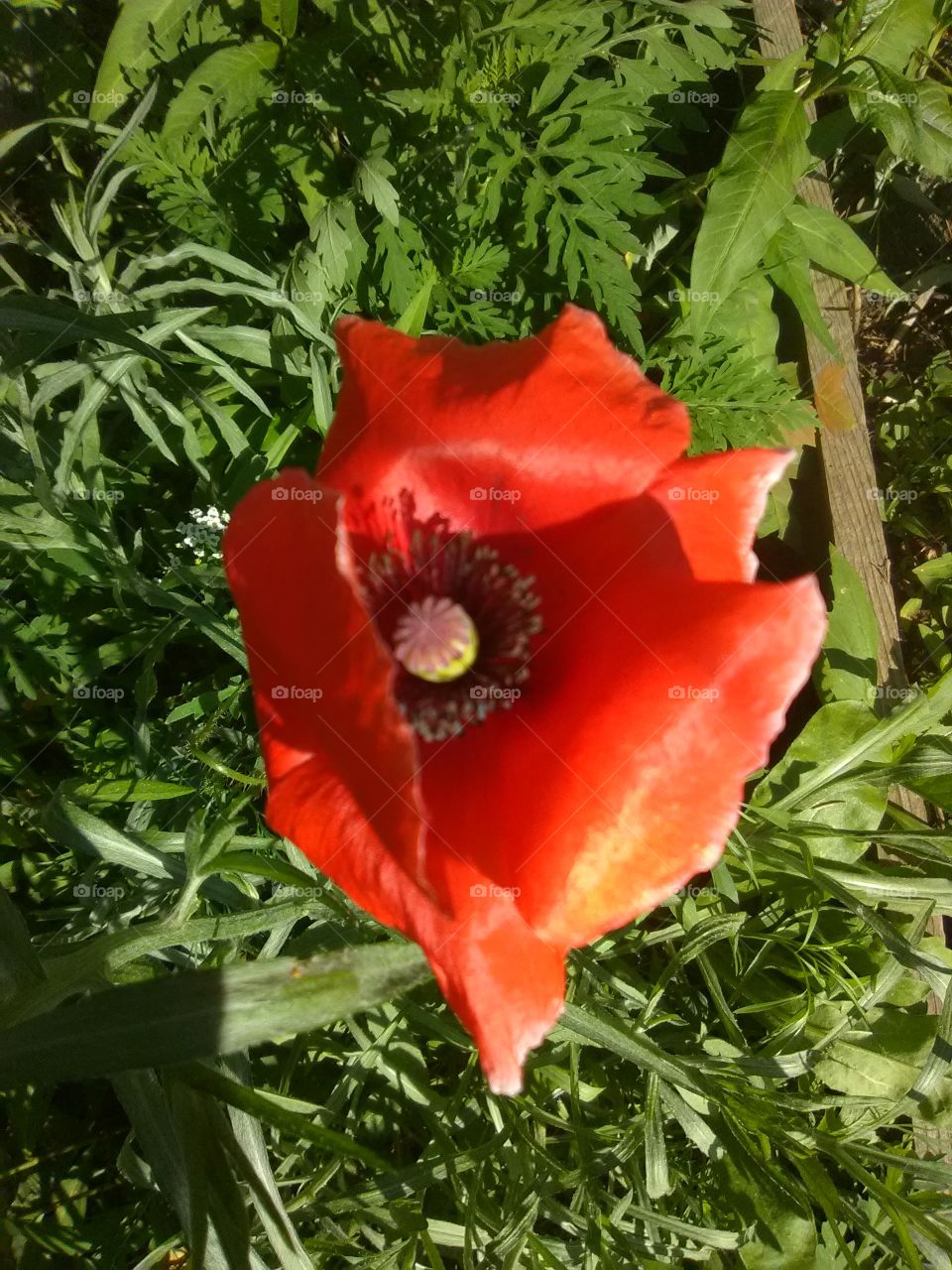 this is from my organic flower garden it's a poppy flower it's so very pretty and really brightened my day .