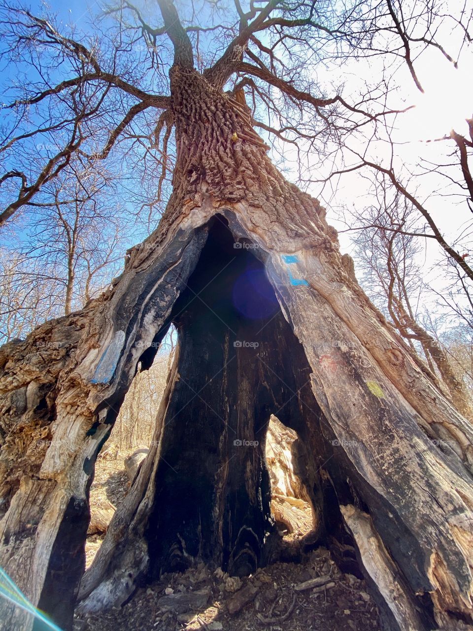 Inside a Cottonwood tree