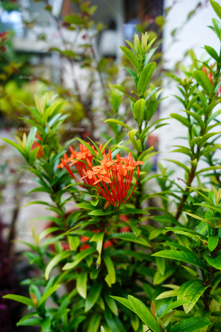 Portraits of a plant 