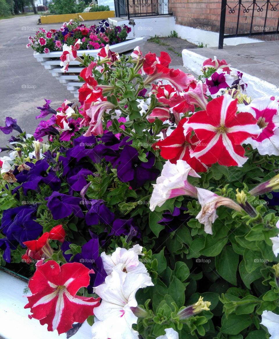 colorful flowers growing in the flowerbeds summer time street art