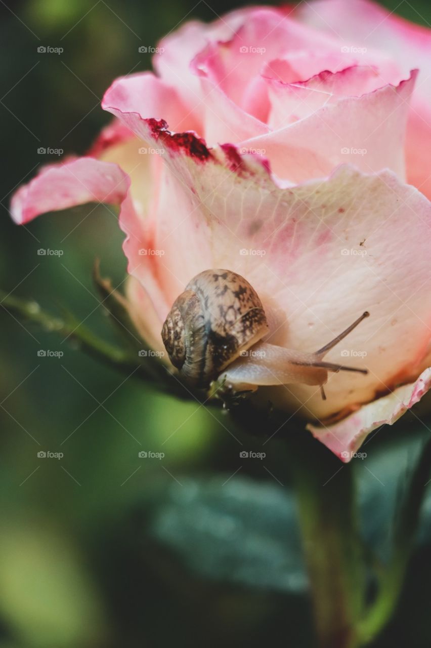 snail