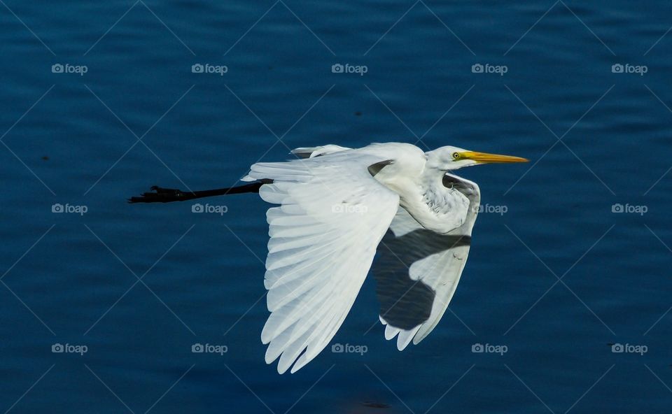 Egret in flight at a wetlands