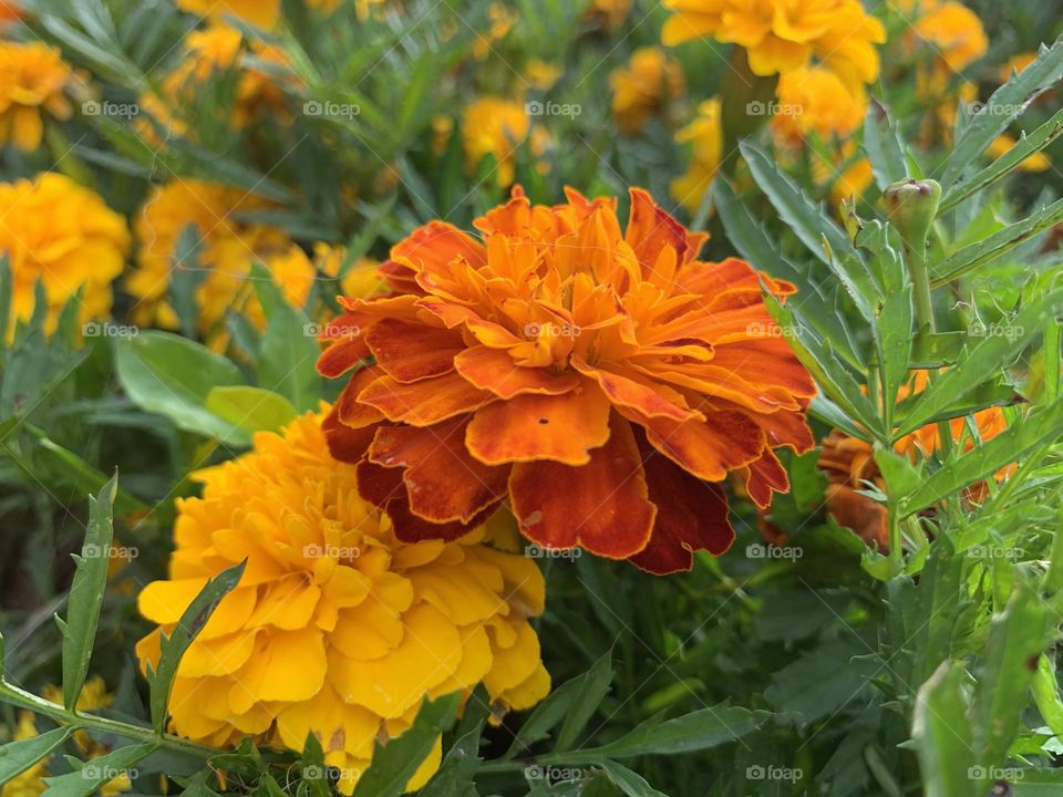 yellow and orange flowers