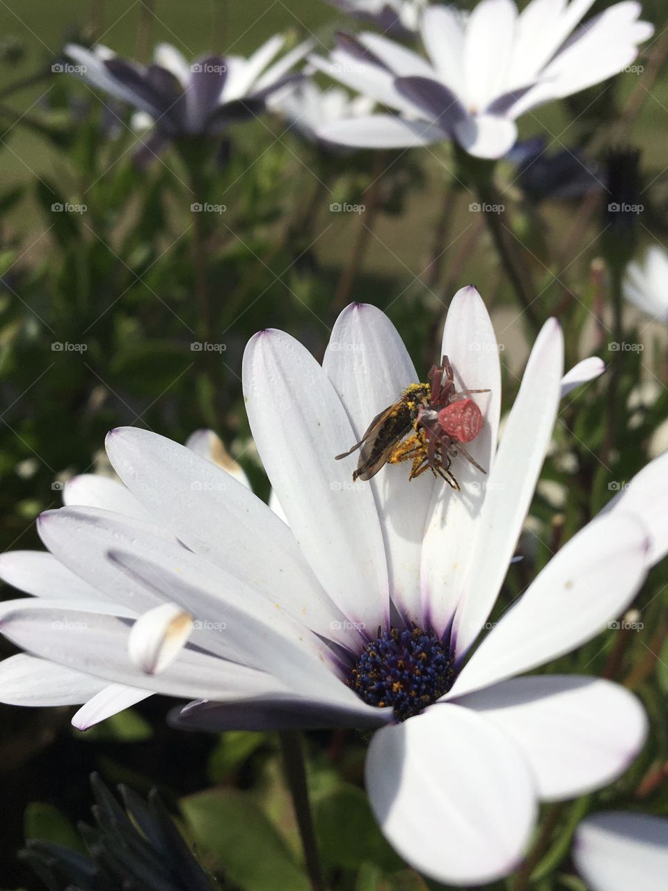 Food time for a red spider