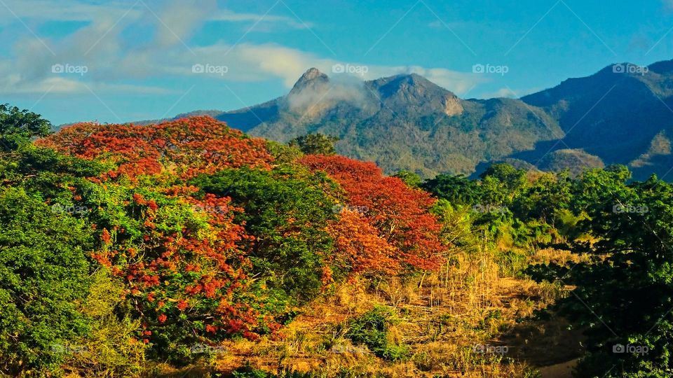 Natural beauty - Scenery - Bright day 