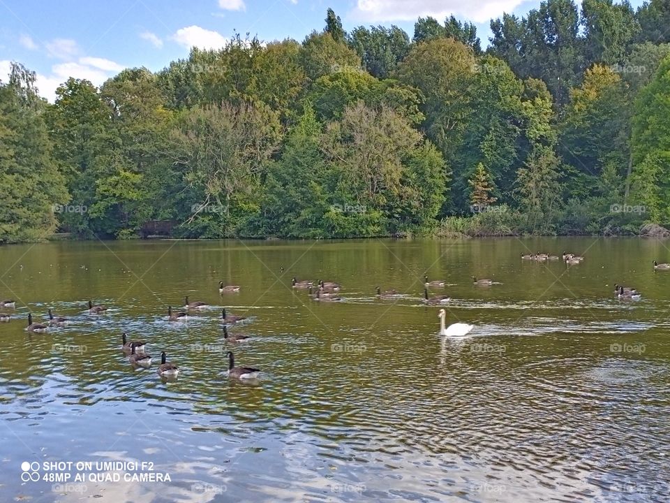 Paysage lac canards 🦆